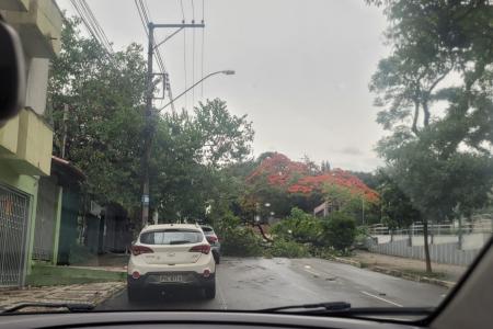 Árvore cai na Rua Dom José Gaspar, na Região Noroeste de BH • Itatiaia