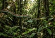 Conheça a serpente que consegue 'voar' sem asas de uma árvore para outra