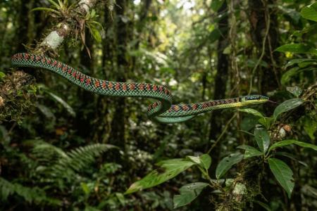 Conheça a serpente que consegue 'voar' sem asas de uma árvore para outra