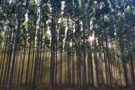 Silvicultura bate recorde de R$ 41 bilhões no Brasil, e Minas Gerais lidera produção