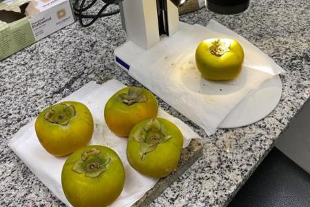 Vigiagro intercepta praga quarentenária ausente em carga de caquis vinda da Espanha