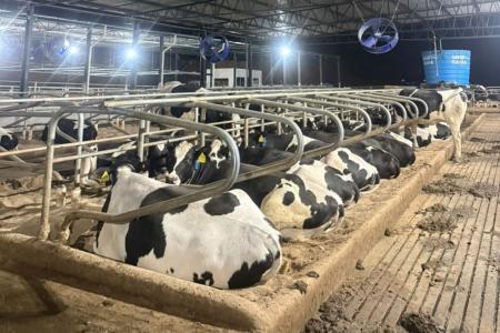 Atualmente, a fazenda conta com 105 animais adultos e cerca de 45 bezerros recém-nascidos • Arquivo/ Cedida à Itatiaia