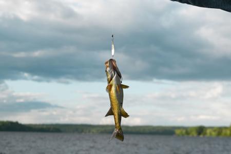 Piracema começa em MT e Santa Catarina com proibição da pesca e multas de até R$ 100 mil