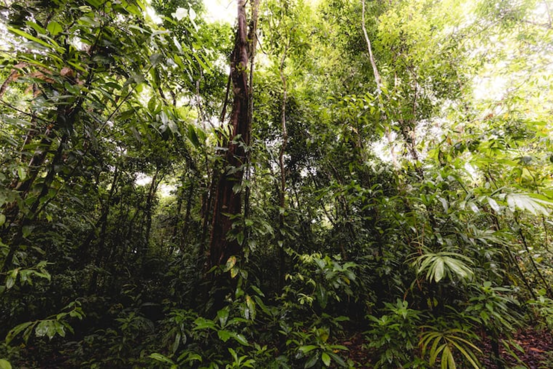 Em 2015, uma mulher comprou um terreno usado para o cultivo de cana-de-açúcar e plantou 110.000 árvores: 11 anos depois, o local virou uma floresta