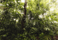Em 2015, uma mulher comprou um terreno usado para o cultivo de cana-de-açúcar e plantou 110.000 árvores: 11 anos depois, o local virou uma floresta