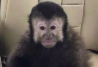 Macaco-prego que invadiu condomínio e atacou moradores morre em Salvador