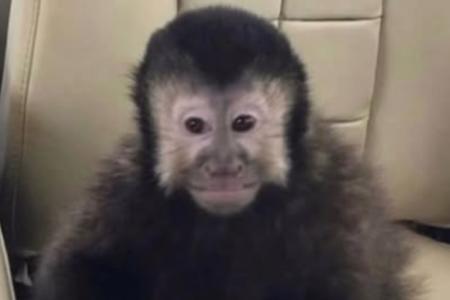macaco alcebiades