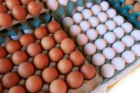 Dia Mundial do Ovo: Brasil deve superar marca histórica de 301 ovos por habitante em 2026