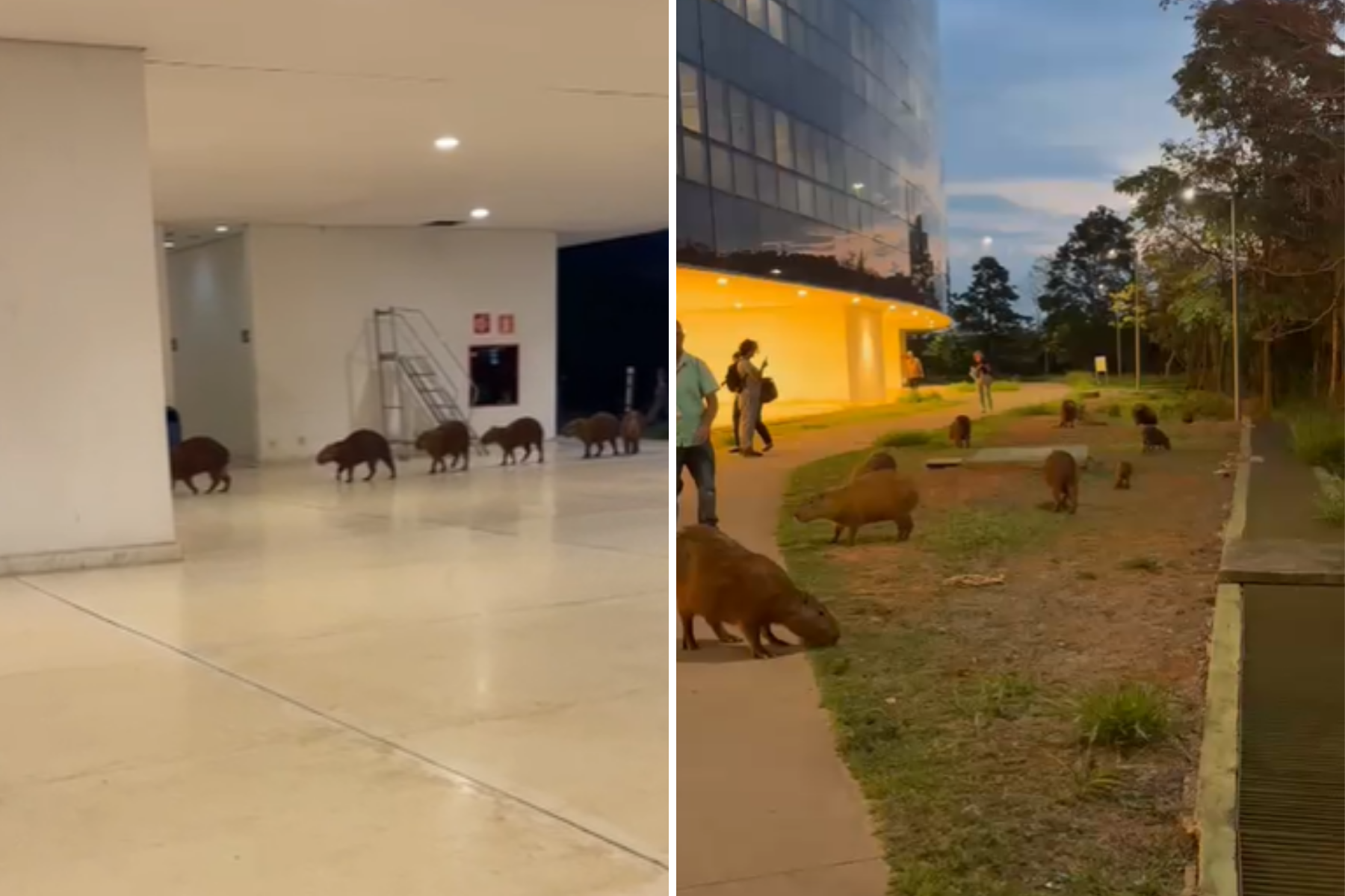 Capivaras passeiam por área verde e entram em prédio da Cidade Administrativa, em BH; veja vídeo