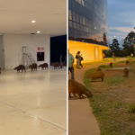 Capivaras passeiam por área verde e entram em prédio da Cidade Administrativa, em BH; veja vídeo