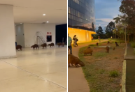 Capivaras passeiam por área verde e entram em prédio da Cidade Administrativa, em BH; veja vídeo