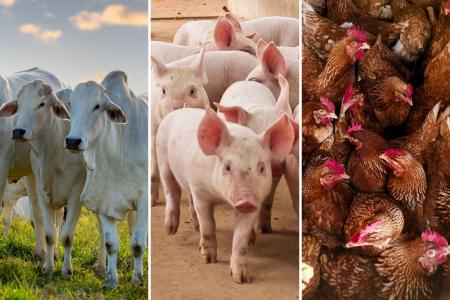Dia Nacional da Pecuária: setor movimenta R$ 141,2 bilhões e destaca diversidade do Brasil
