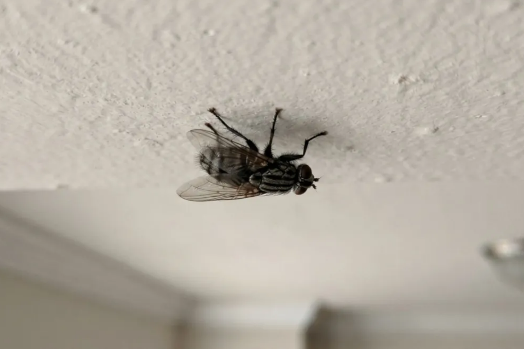 Como a mosca consegue pousar no teto sem cair? A ciência explica como elas ficam de ponta-cabeça