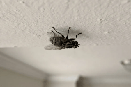 Mosca pousada no teto