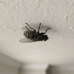 Como a mosca consegue pousar no teto sem cair? A ciência explica como elas ficam de ponta-cabeça