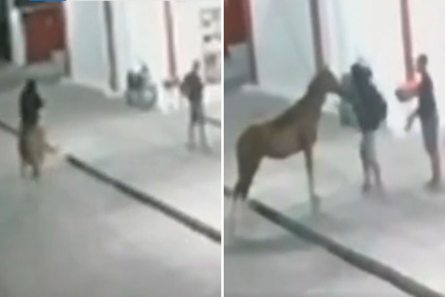 Homem montado em cavalo assalta lanchonete na Bahia; veja vídeo