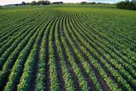 Câmara avança em projeto de prioridade de crédito para mulheres da agricultura familiar
