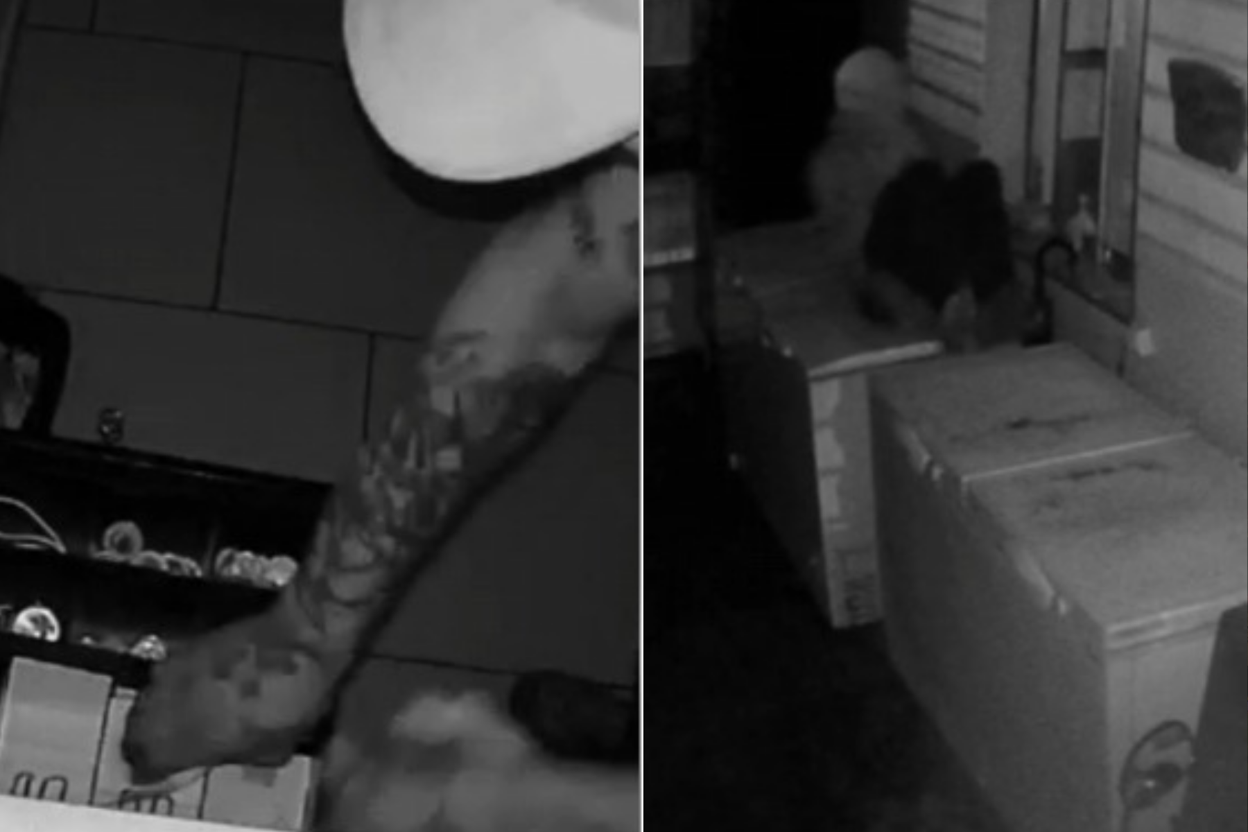 Homem invade padaria na Zona Norte de SP para furtar dinheiro e maços de cigarro; veja vídeo