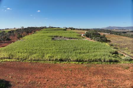 Canavial do Sítio João Durval, onde é produzida a Cachaça Durvalina • Arquivo/ Imagem cedida