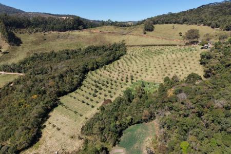 Olival do Azeite Alto das Oliveiras, em Delfim Moreira-MG • Arquivo/ Imagem cedida