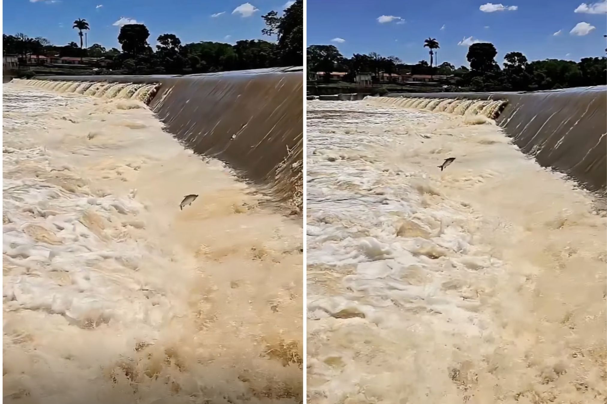 Piracema se aproxima: imagem de drone mostra subida dos peixes no Rio Mogi Guaçu em SP