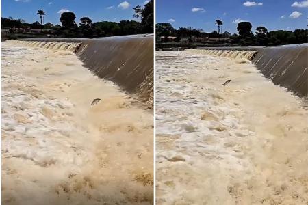 Piracema se aproxima: imagem de drone mostra subida dos peixes no Rio Mogi Guaçu em SP