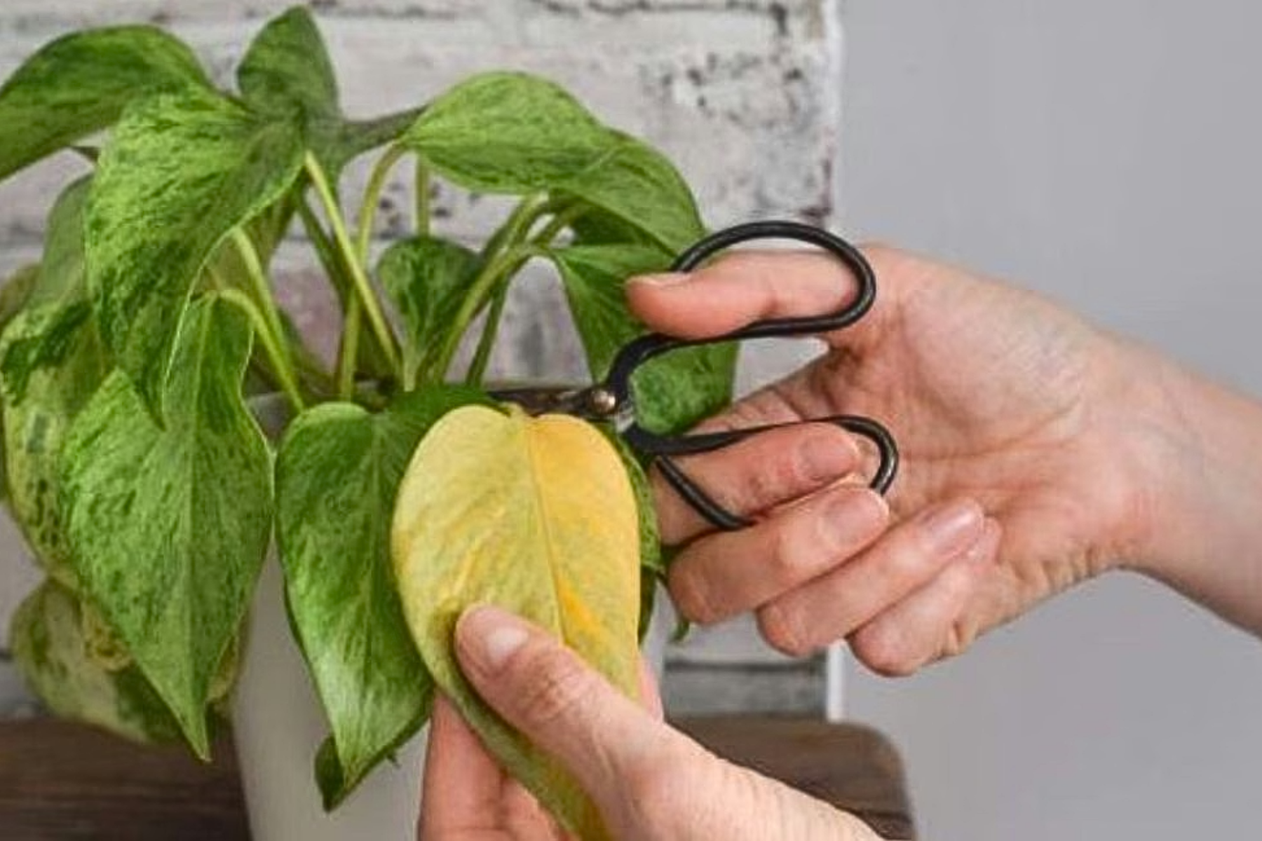 Como podar as folhas da jiboia para que a planta cresça forte durante todo o ano