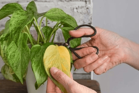 Imagem de uma planta