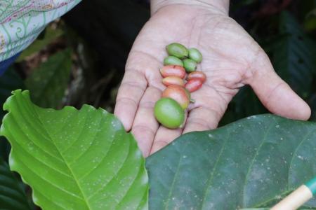 Coffea liberica, conhecida no nordeste paraense como “beirão” • Ronaldo Rosa/ Embrapa