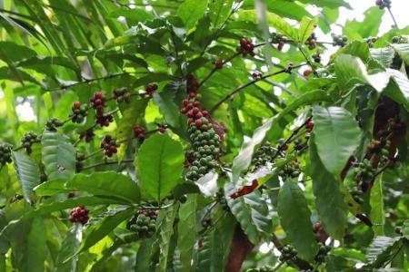 Espécie rara de café é encontrada no Pará em quintais mantidos por gerações de agricultores