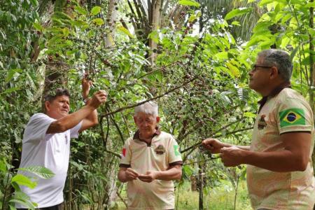 O produtor Avelino de Oliveira apresenta o café conhecido como "moca", aos pesquisadores Osvaldo Kato (Embrapa) e José Sebastião Romano (Ufra) • Ronaldo Rosa/ Embrapa