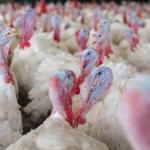 Ministério da Agricultura confirma terceiro foco da doença de Newcastle em Santa Catarina