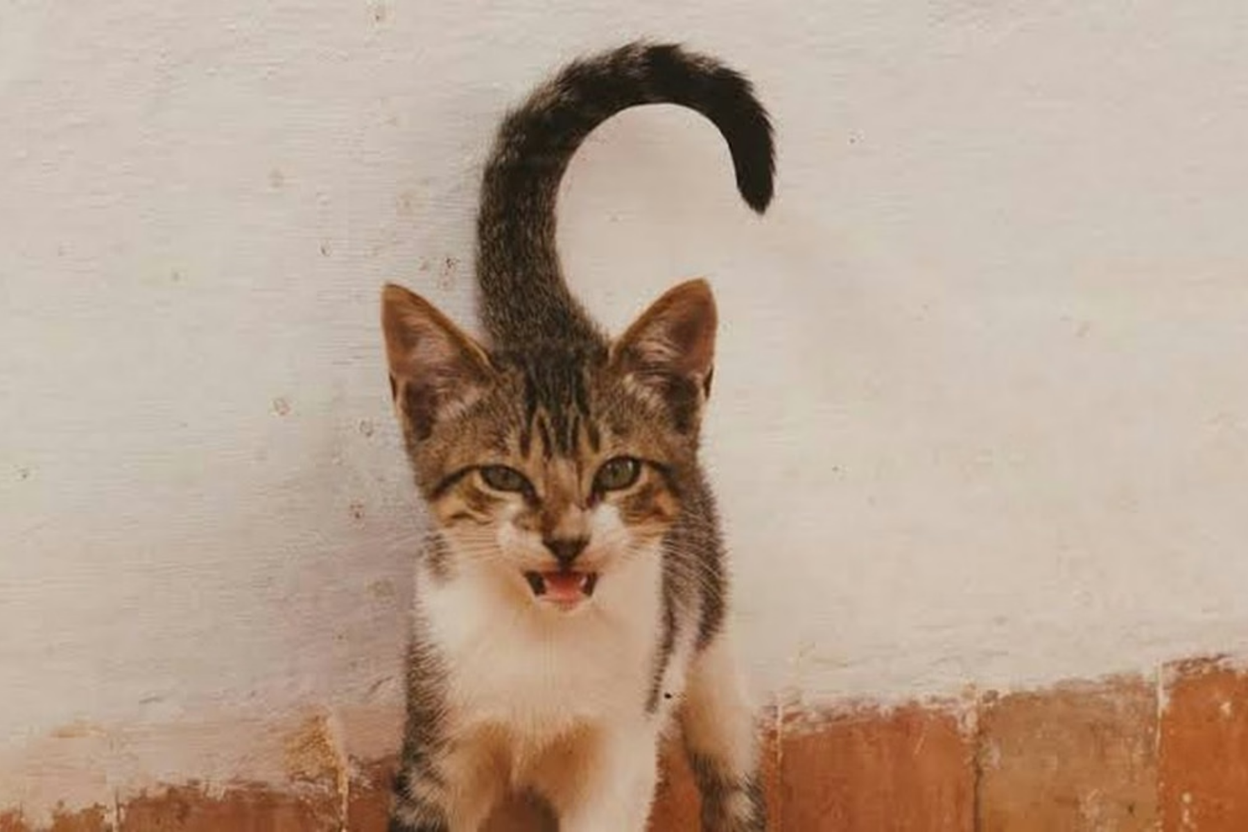 O que significa quando seu gato faz um ponto de interrogação com o rabo?