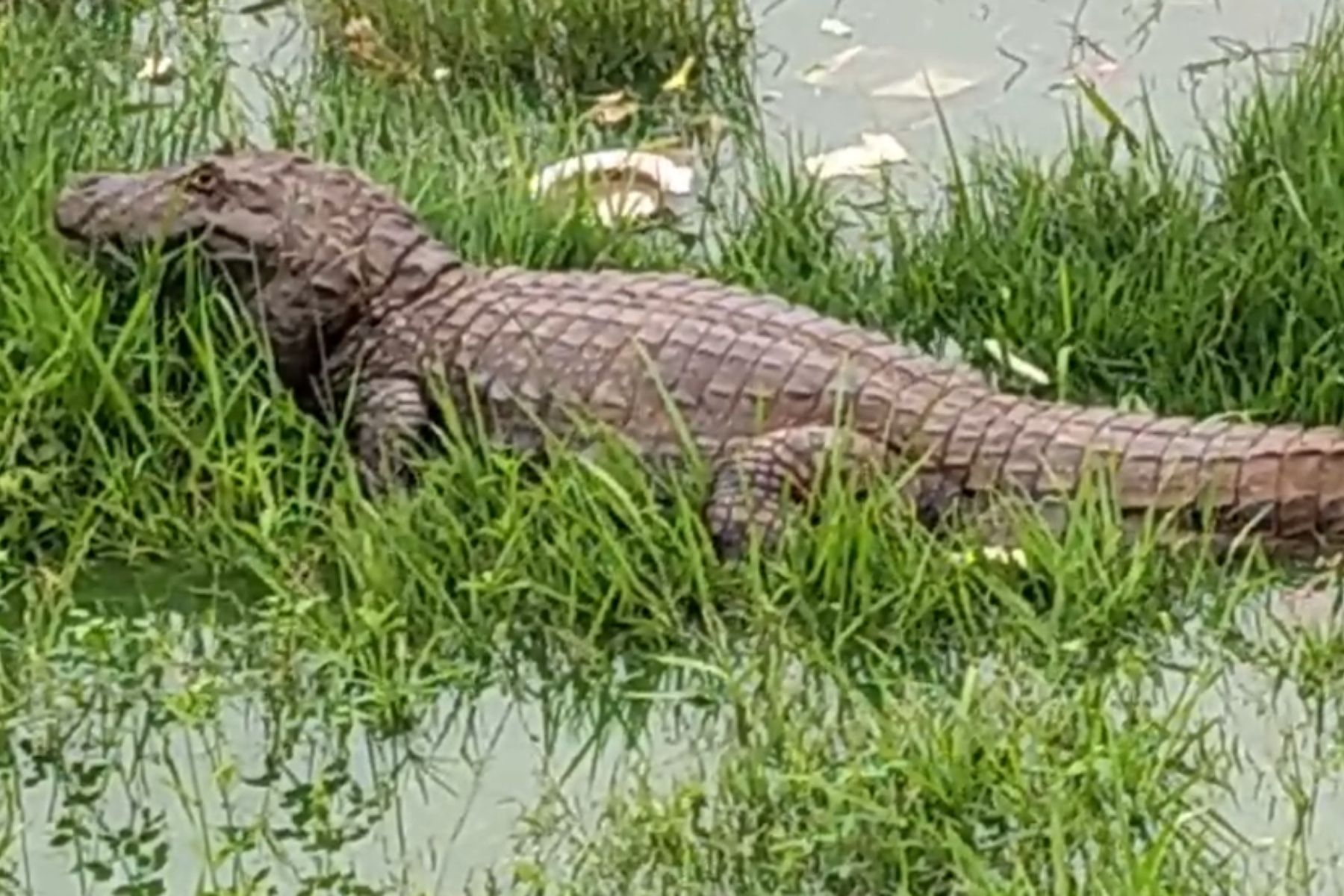 Após chuvas, jacaré é visto na Lagoa da Pampulha; veja vídeo