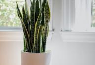 Especialistas em plantas: 'Se a espada-de-São-Jorge está com as folhas amarelas, o problema pode não ser falta de cuidado'