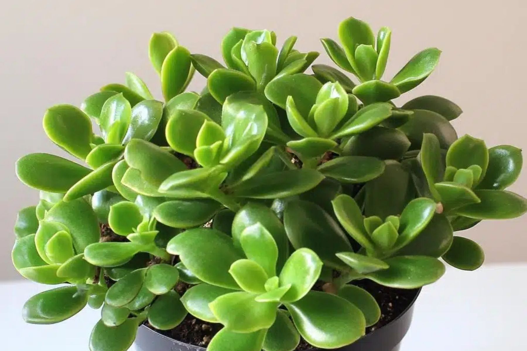 Como cuidar da jade para ela crescer firme com folhas brilhantes e saudáveis