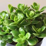 Como cuidar da jade para ela crescer firme com folhas brilhantes e saudáveis