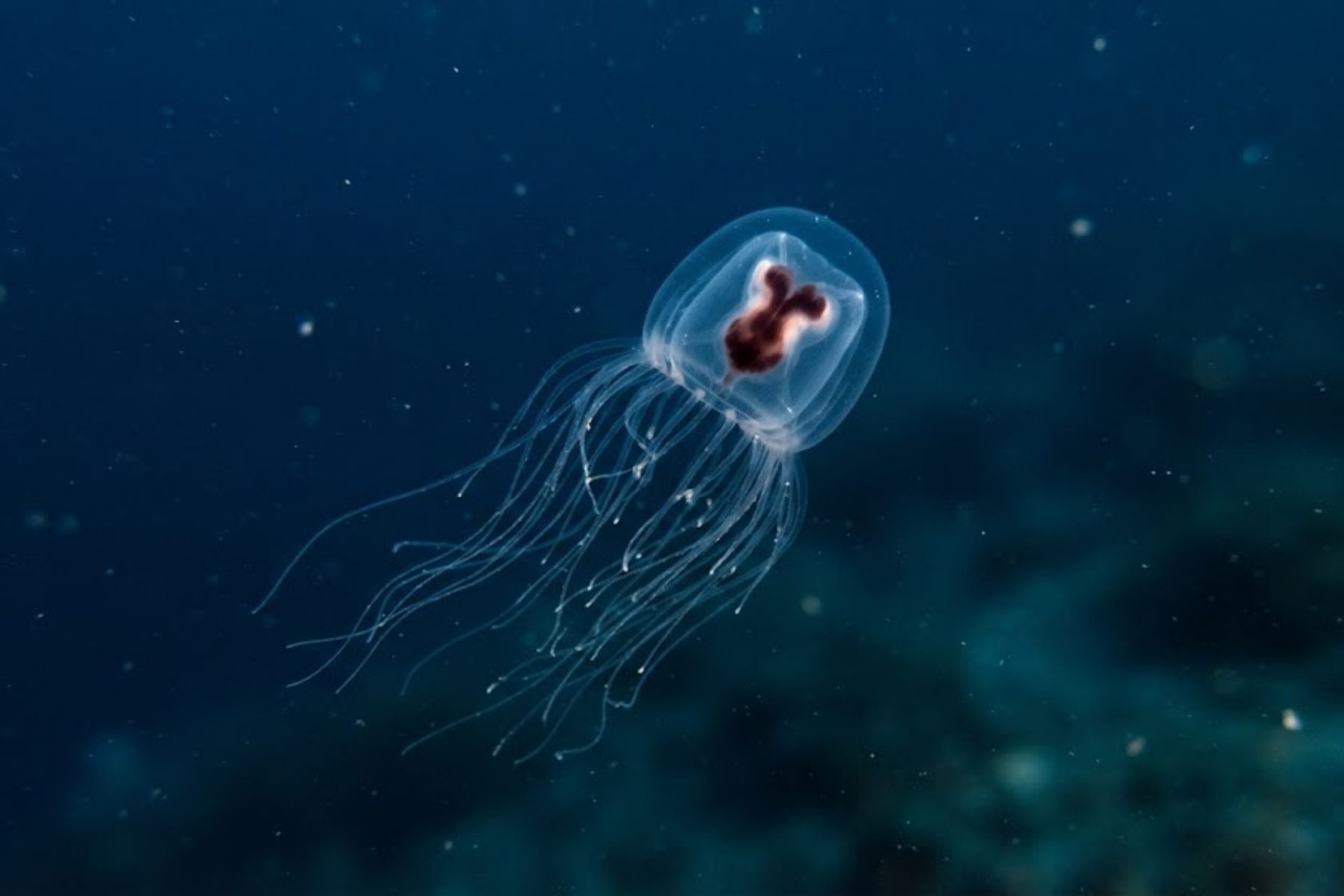 O segredo da imortalidade marinha: como cientistas querem usar água-viva para combater o envelhecimento humano