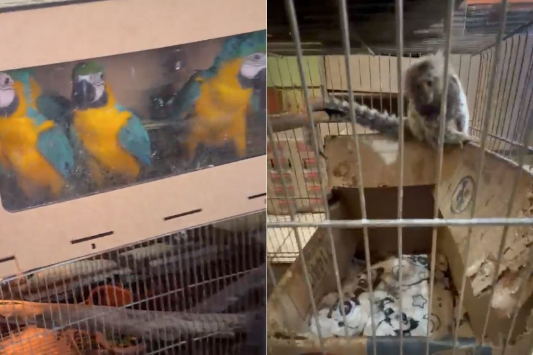 Araras, jiboia, sagui e até escorpião: 150 animais silvestres são resgatados em Vespasiano