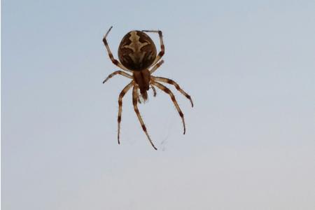 Aranha-caranguejeira