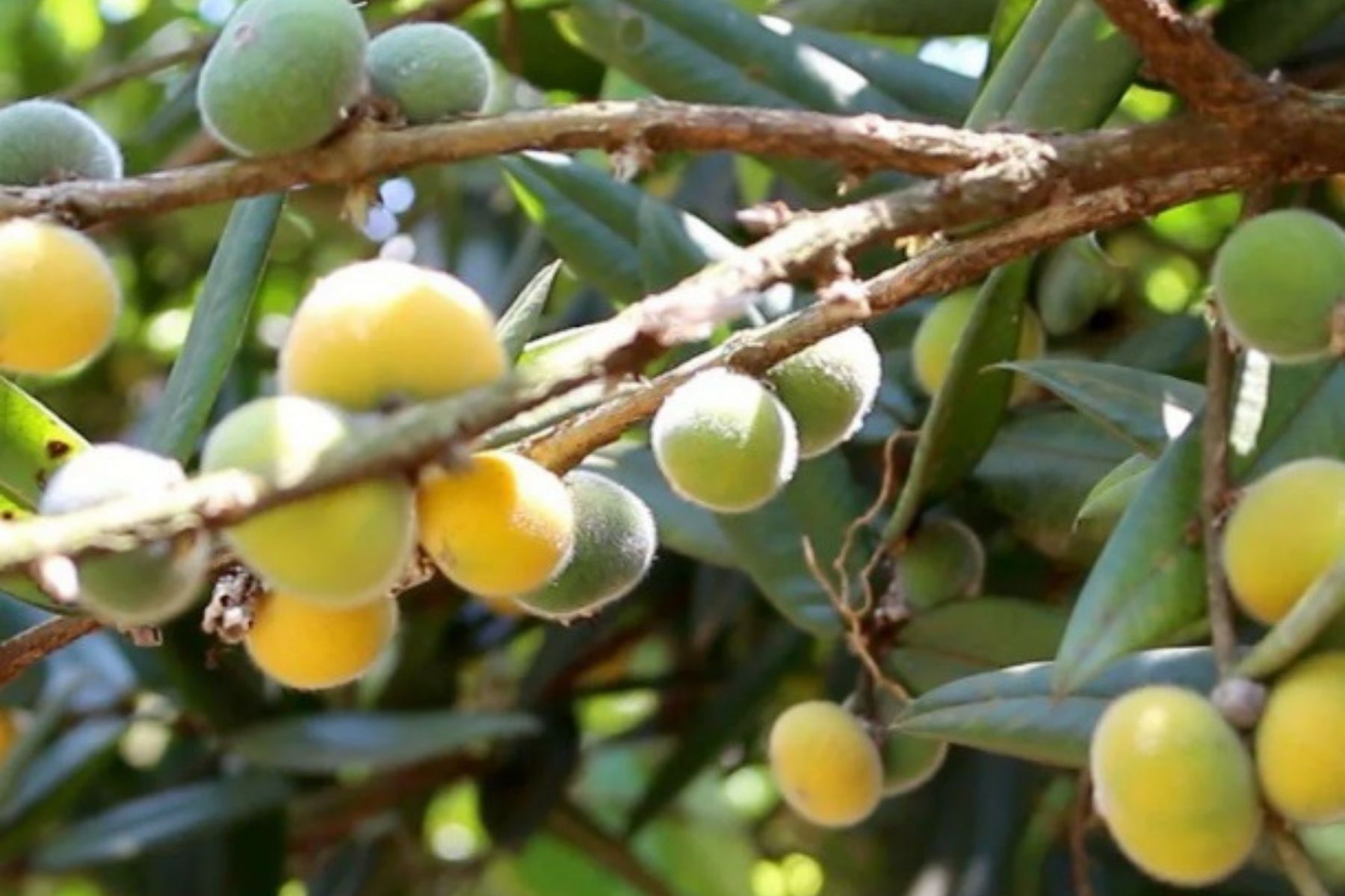 Pouco conhecida, fruta brasileira parece uma jabuticaba amarela, tem 'casca cabeluda' e amadurece na primavera