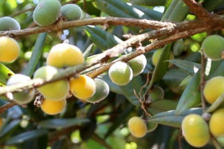 Pouco conhecida, fruta brasileira parece uma jabuticaba amarela, tem 'casca cabeluda' e amadurece na primavera