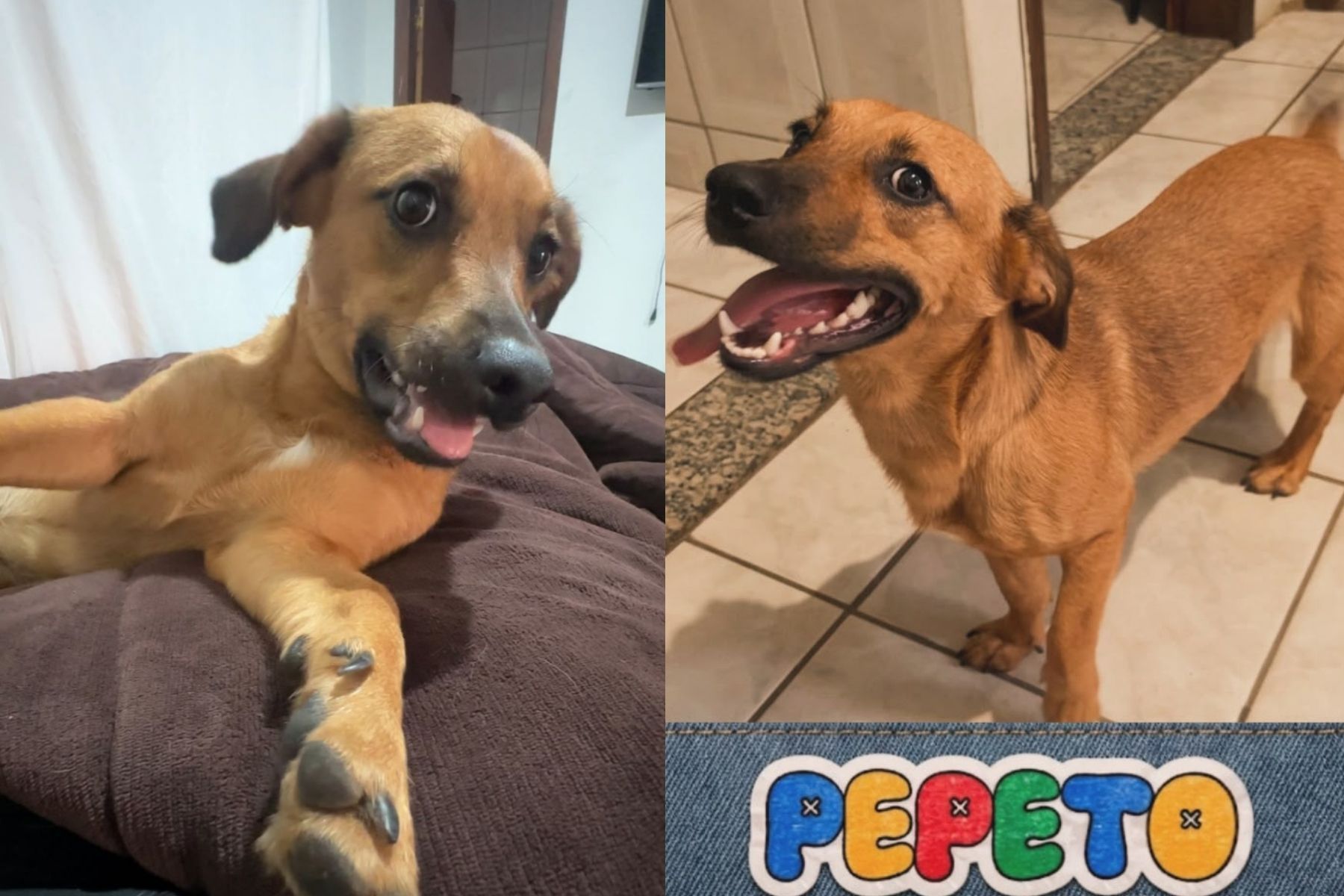 Desaparecido em BH: família procura por cão Pepeto, apoio emocional de jovem com autismo