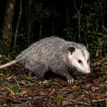 Gambá em casa: como proteger o marsupial que controla pragas urbanas