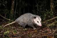 Gambá em casa: como proteger o marsupial que controla pragas urbanas