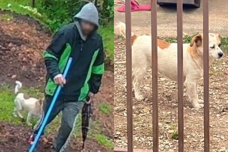 Polícia identifica suspeito de roubo graças a cachorro que o acompanhava