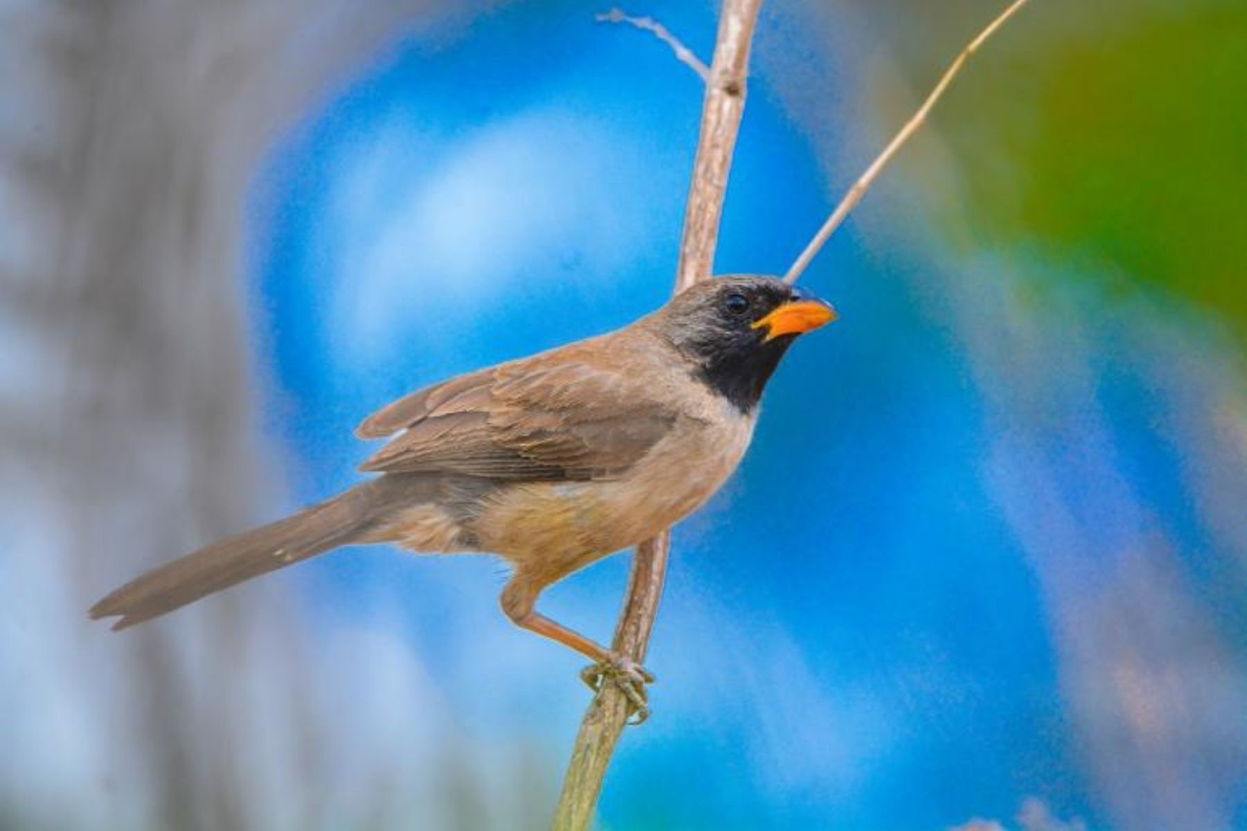 Parques de BH realizam trilhas guiadas gratuitas para observação de aves neste sábado (10)