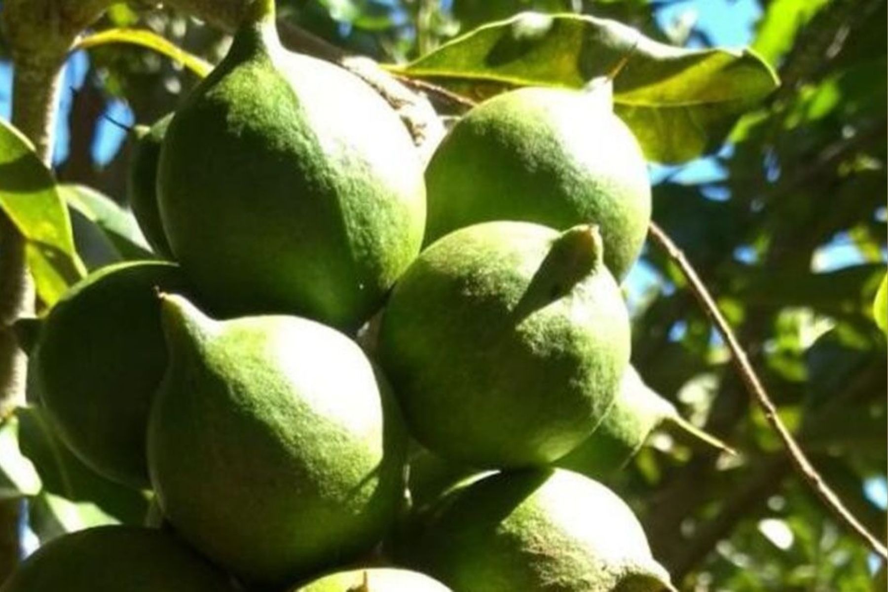 Produtores de café em MG apostam no cultivo da macadâmia