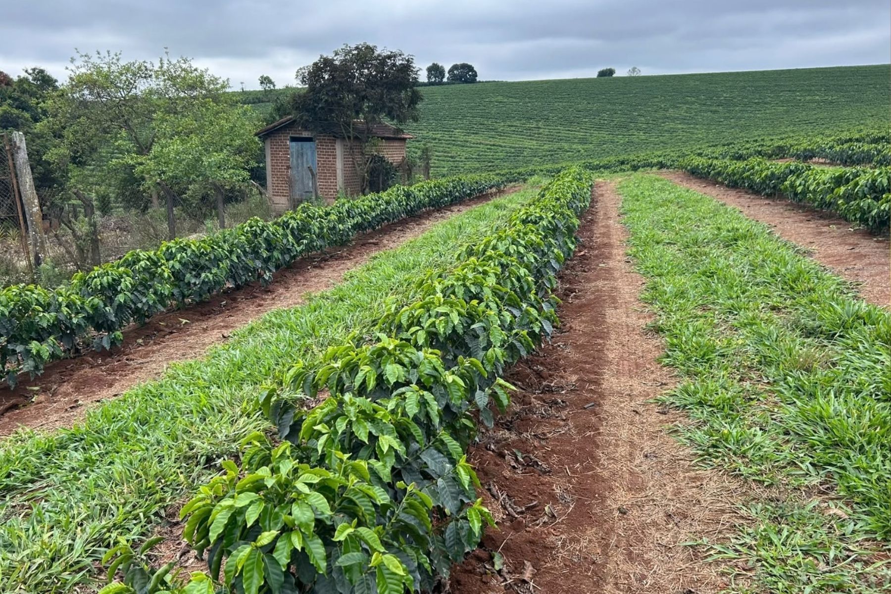 Levantamento inédito: 80% dos mineiros reconhecem contribuição das cooperativas, que respondem por 63,6% do café no estado