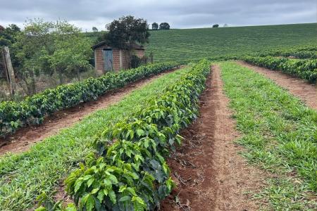 Plantação de café